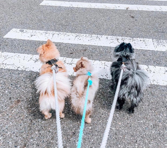 Teal & Yellow Rope Dog Leash
