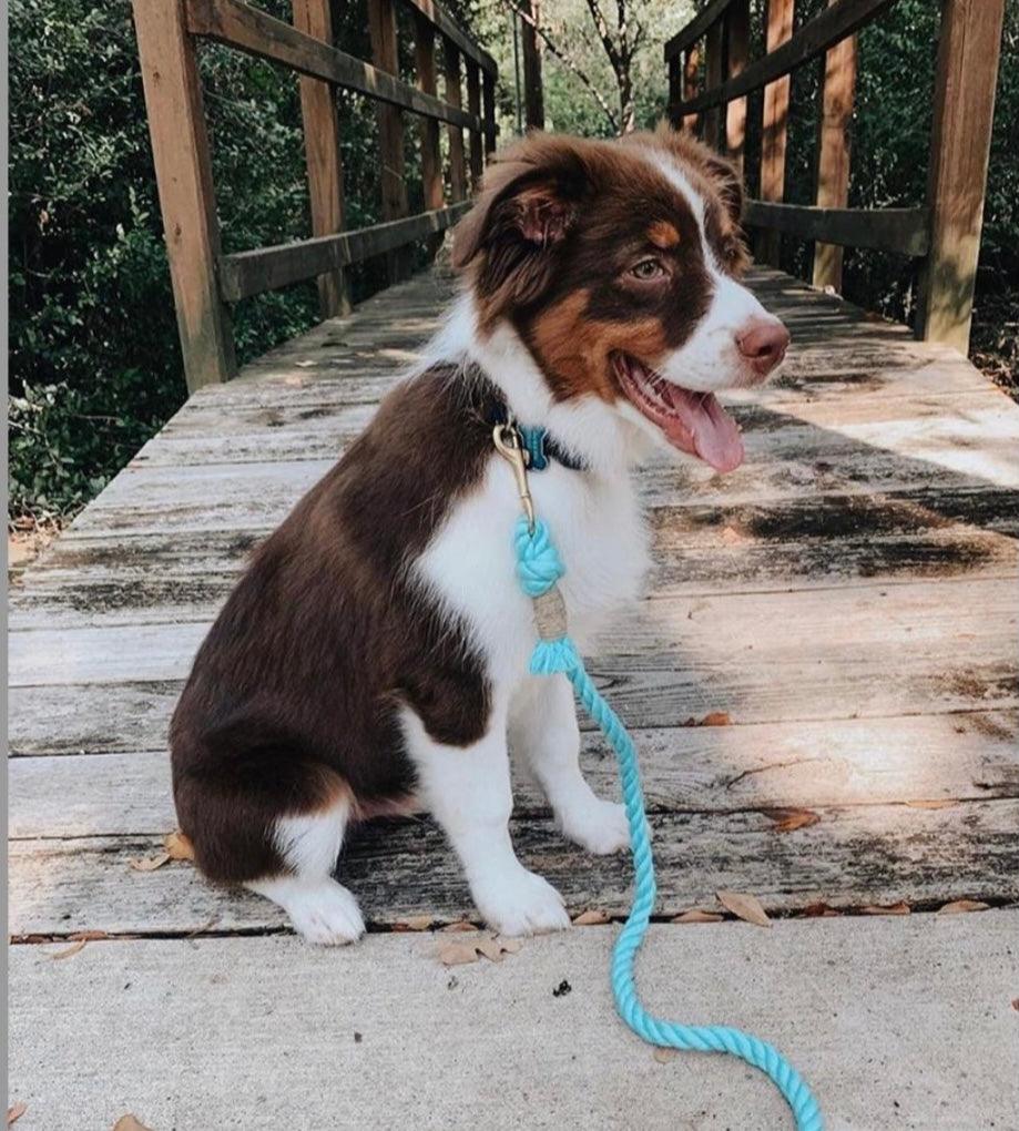 Teal & Yellow Rope Dog Leash