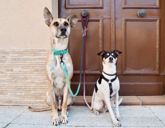 Pastel Rope Dog Leash