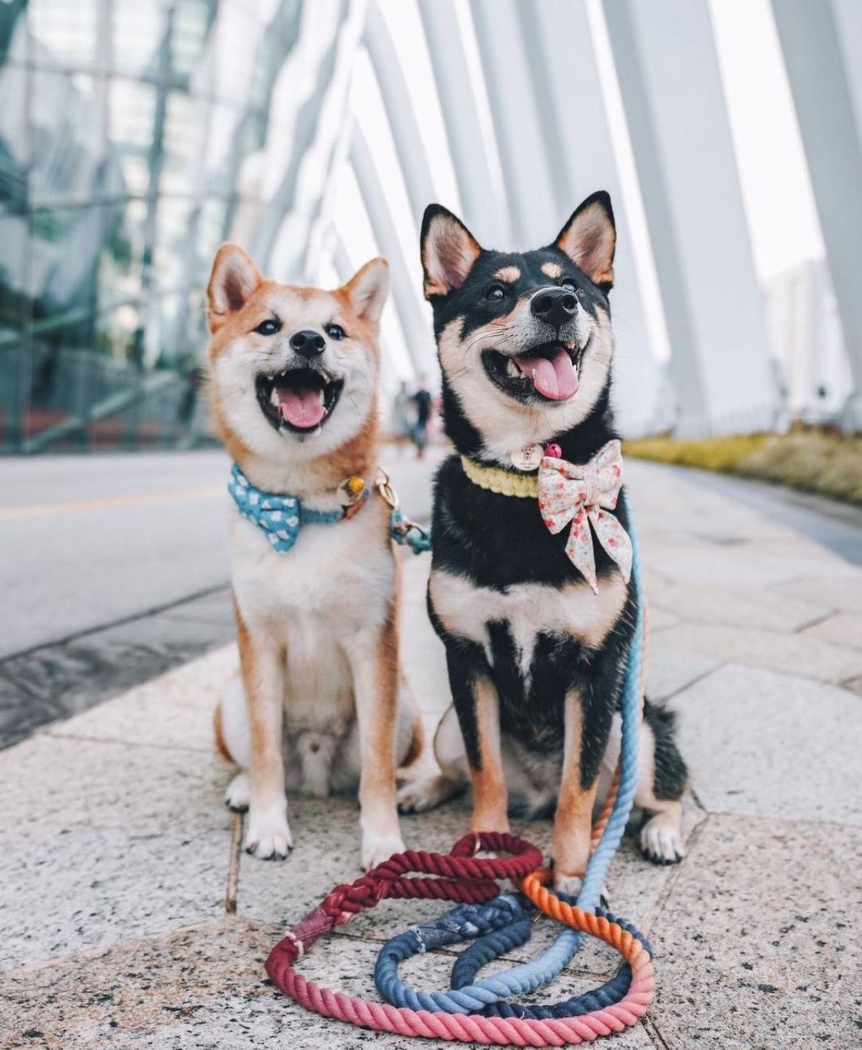 Pastel Rope Dog Leash