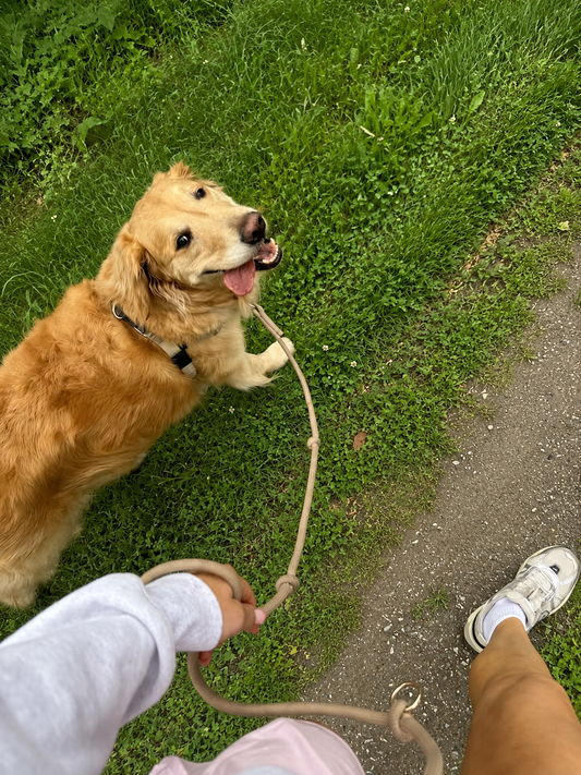 Your Dog Doesn’t Need More Stuff. They Need Better Stuff.
