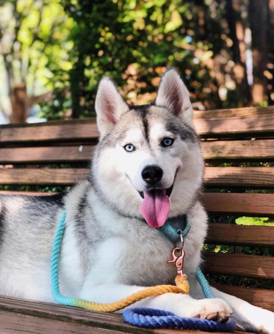 Sunset Rope Dog Leash