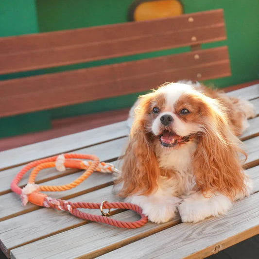 Tangerine Rope Dog Leash