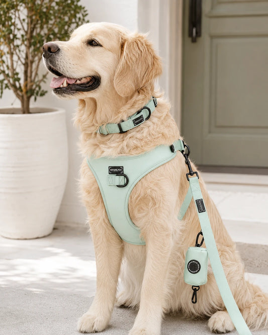 Mint Green Dog Walking Bundle | Matching 4-Piece Set