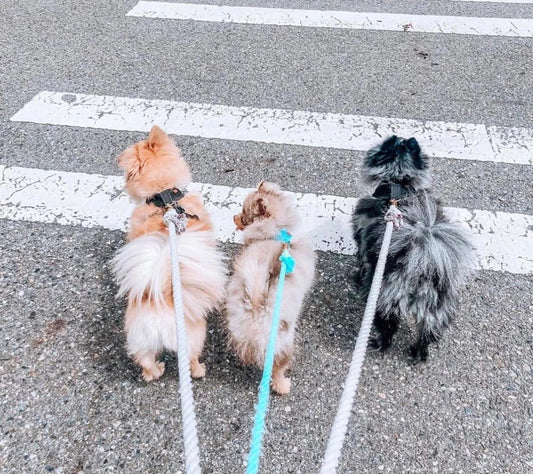 Teal & Yellow Rope Dog Leash