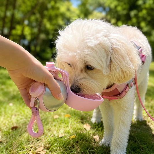 Trending Portable Dog Water Bottle