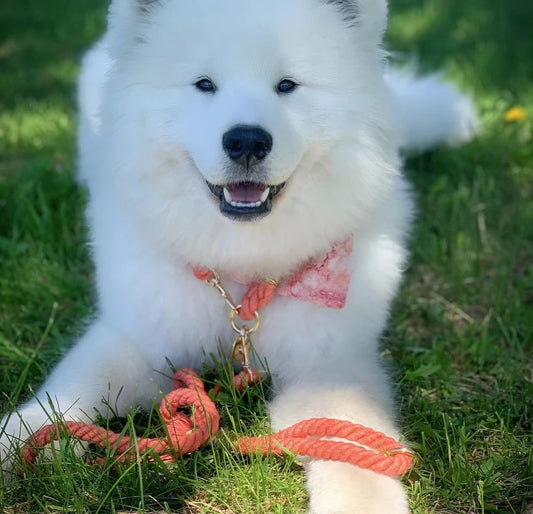 Cotton Rope Dog Collar - Violet